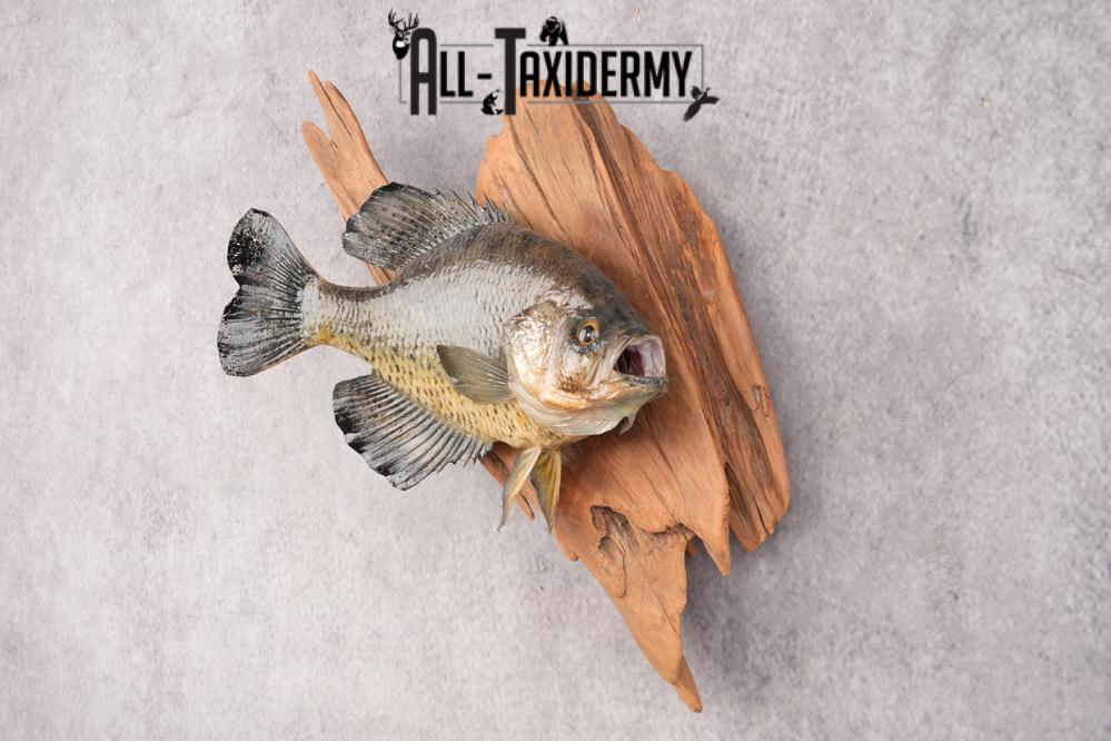 Black Crappie SKU 3017 - Image 5