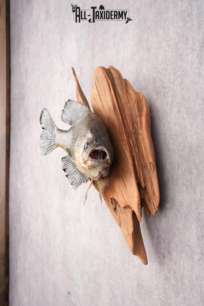 Black Crappie SKU 3017 - Image 4