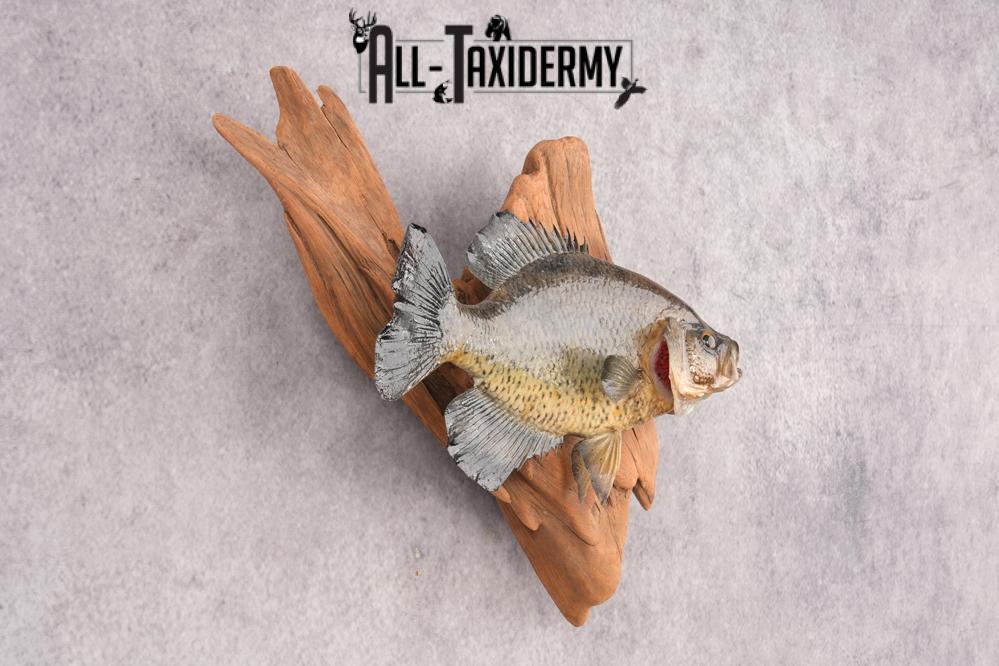 Black Crappie SKU 3017 - Image 3