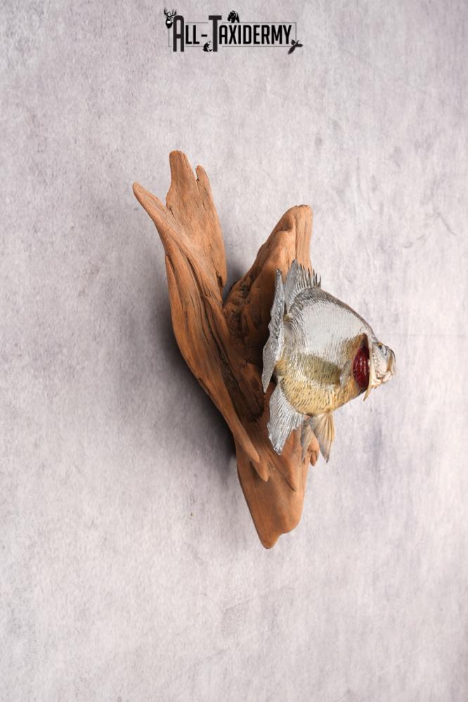 Black Crappie SKU 3017 - Image 2