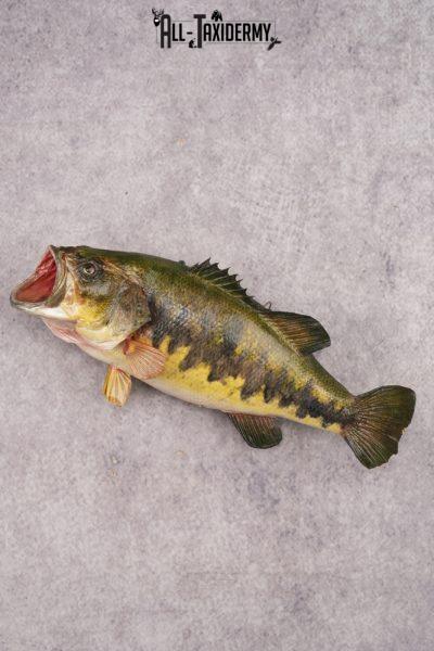 Large Mouth Bass SKU 3018