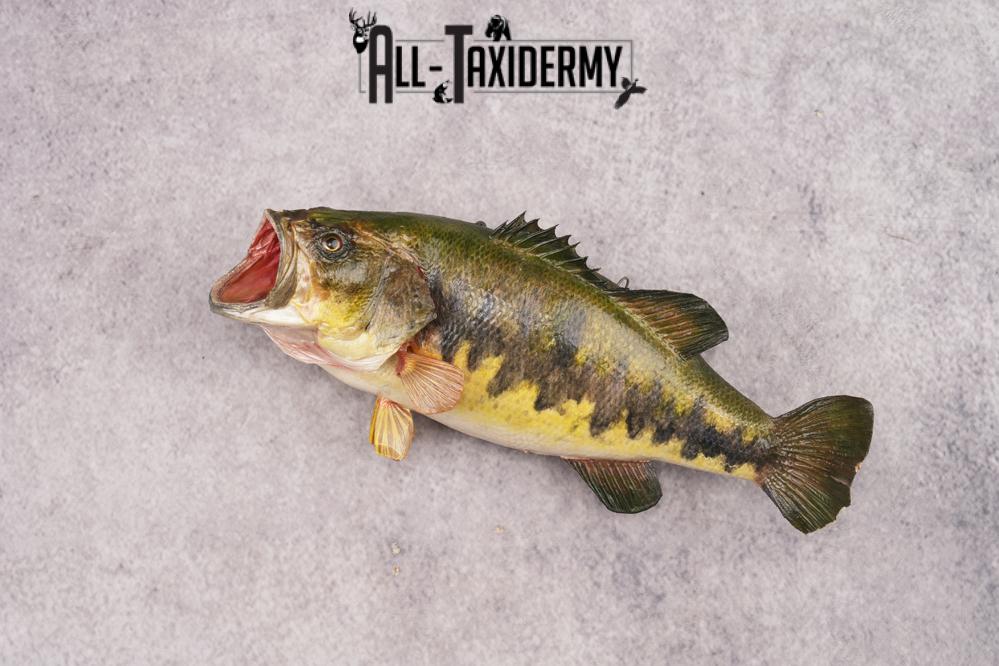 Large Mouth Bass SKU 3018 - Image 6