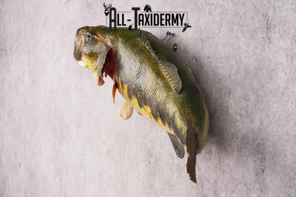 Large Mouth Bass SKU 3018 - Image 4