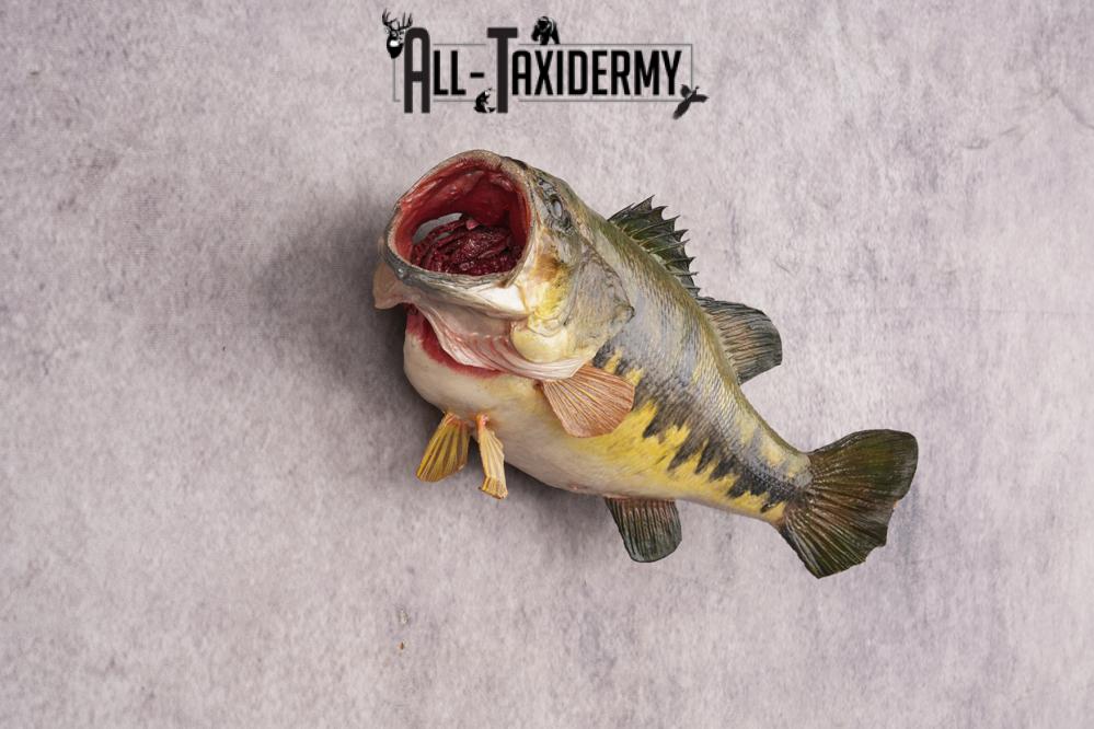 Large Mouth Bass SKU 3018 - Image 3