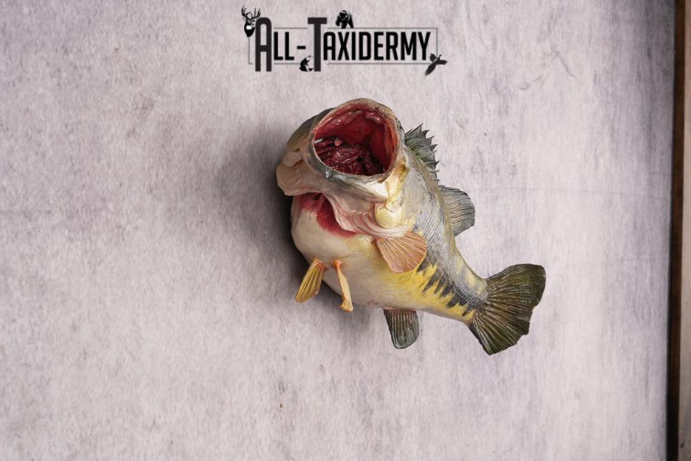 Large Mouth Bass SKU 3018 - Image 2