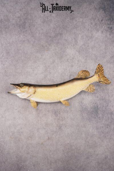 Northern Pike SKU 3022