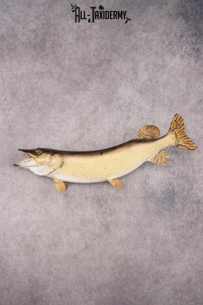 Northern Pike SKU 3022