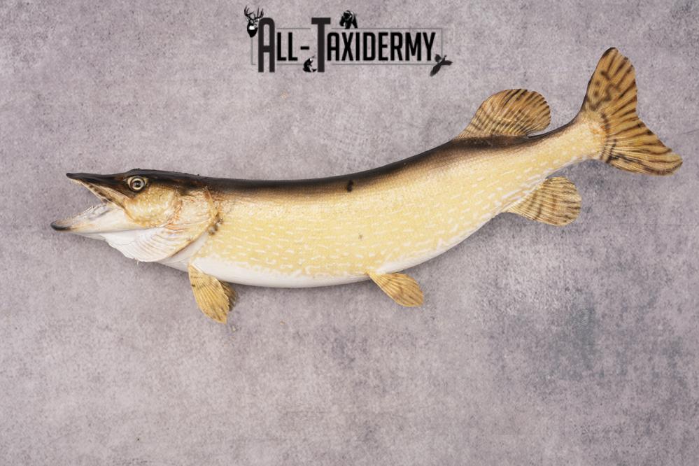 Northern Pike SKU 3022 - Image 6