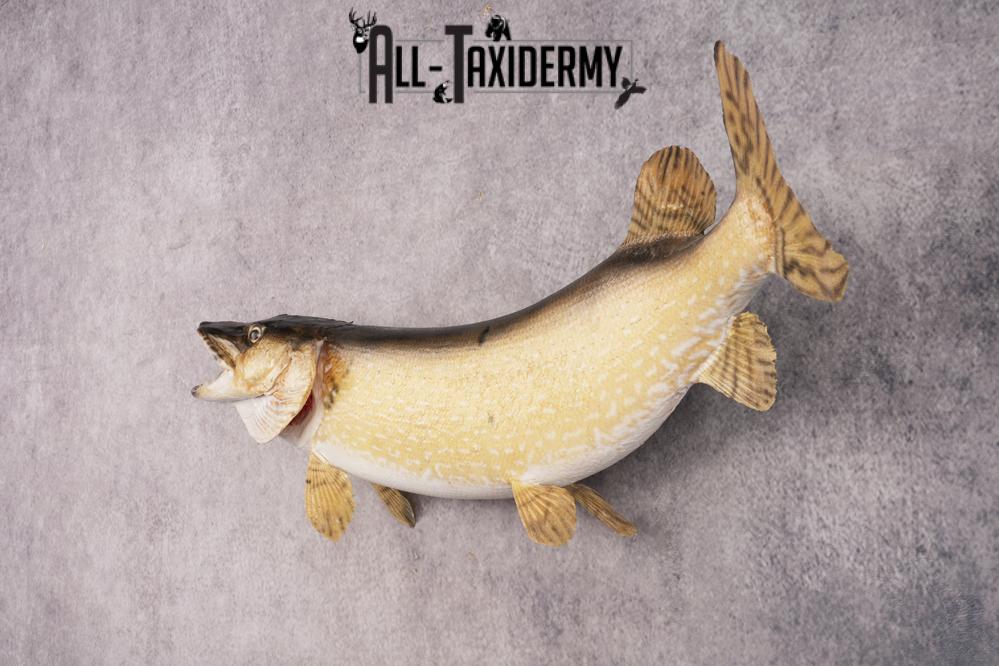 Northern Pike SKU 3022 - Image 5