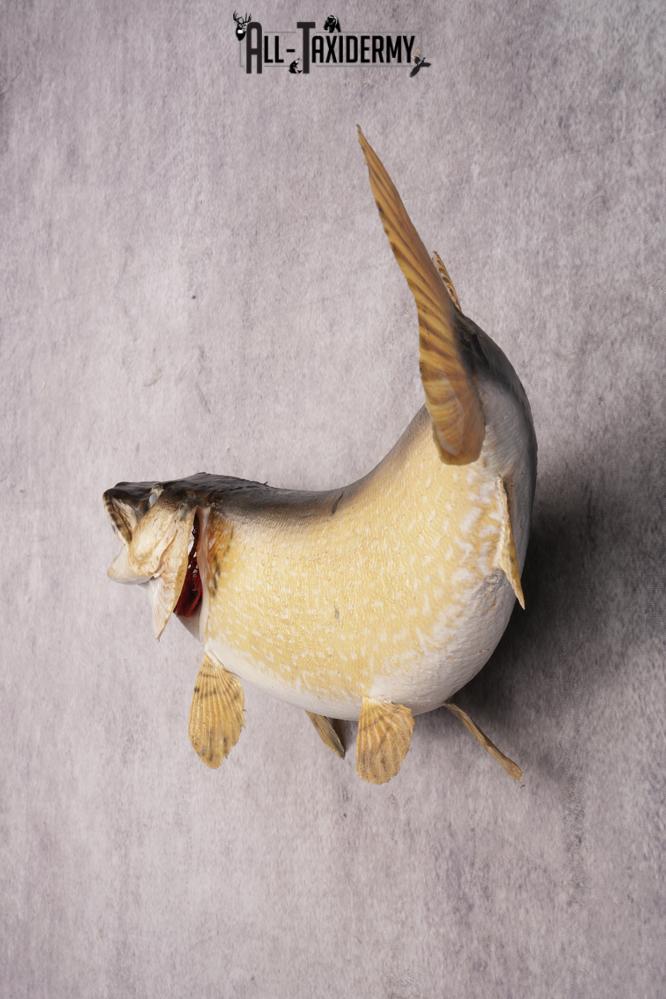 Northern Pike SKU 3022 - Image 4