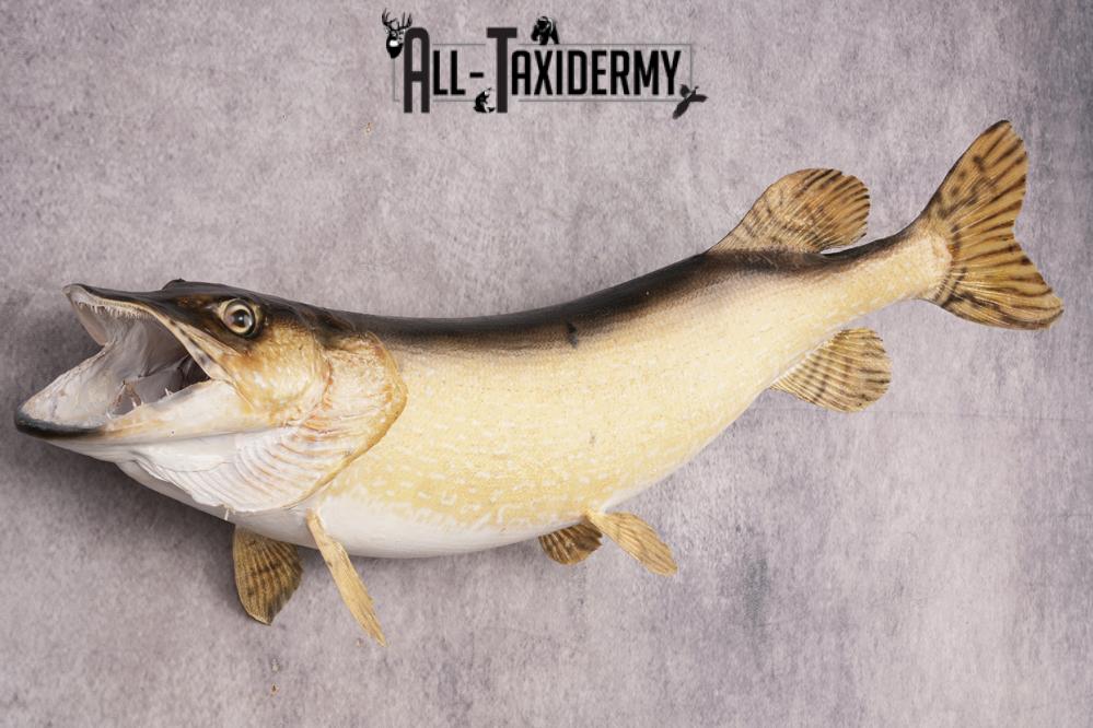 Northern Pike SKU 3022 - Image 3