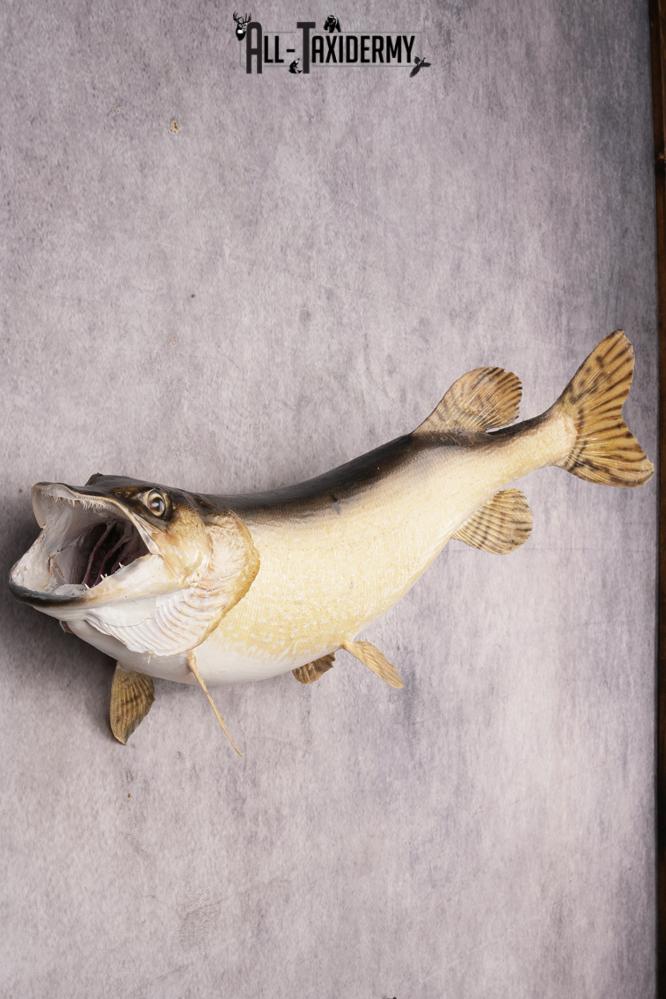 Northern Pike SKU 3022 - Image 2