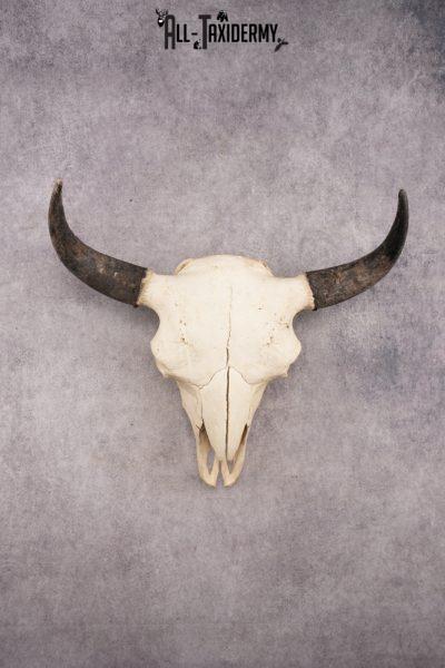 Bison Skull SKU 3041