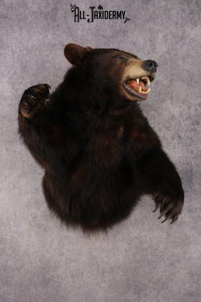 Chocolate Black Bear SKU 3026