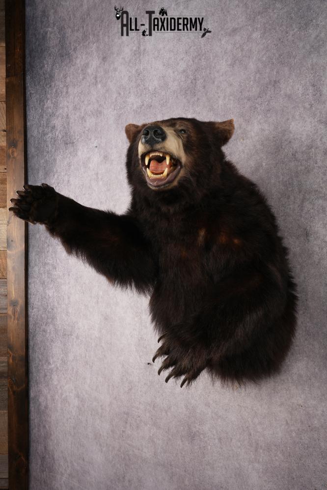 Chocolate Black Bear SKU 3026 - Image 10