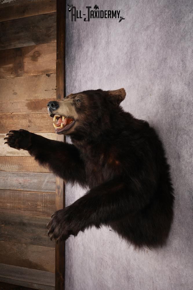 Chocolate Black Bear SKU 3026 - Image 9