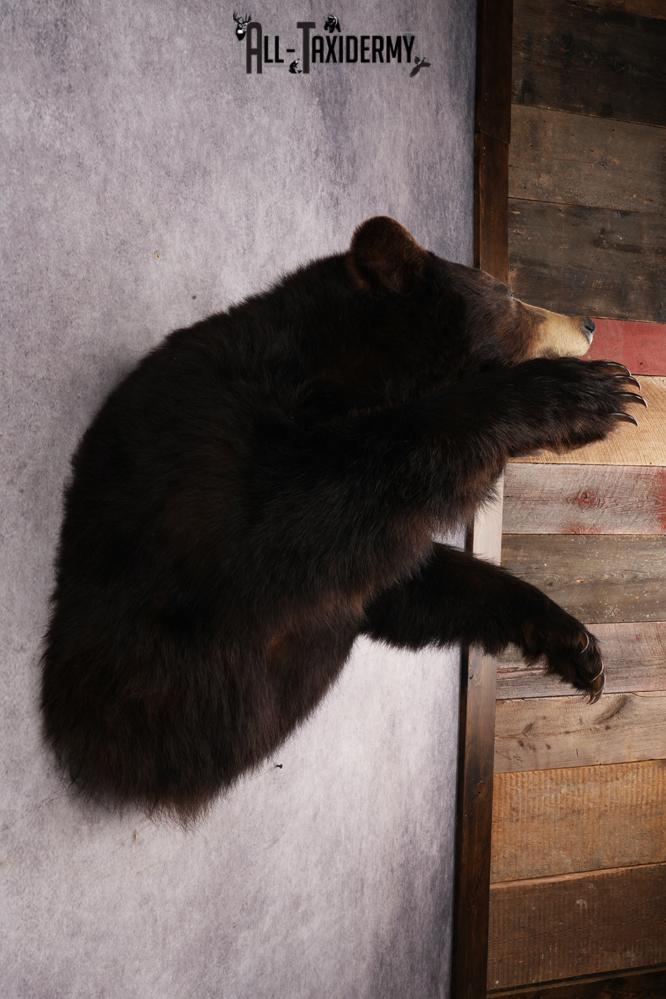 Chocolate Black Bear SKU 3026 - Image 7