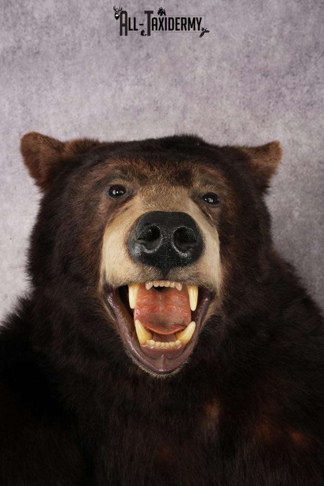 Chocolate Black Bear SKU 3026 - Image 6