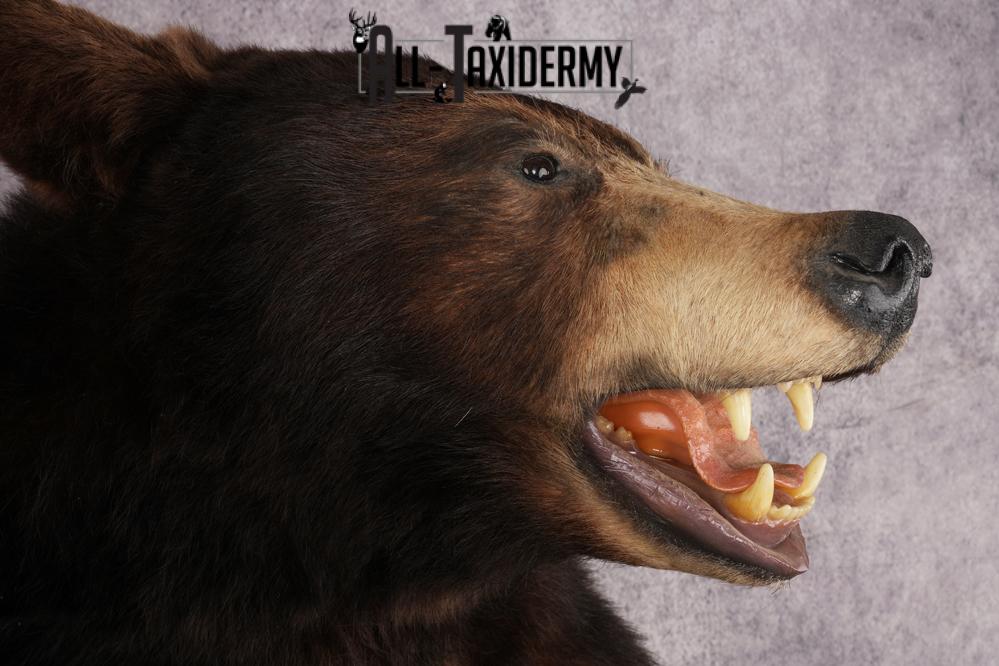 Chocolate Black Bear SKU 3026 - Image 4