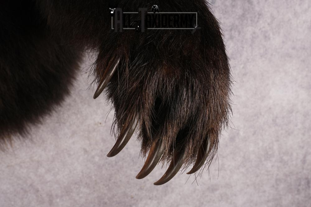 Chocolate Black Bear SKU 3026 - Image 3