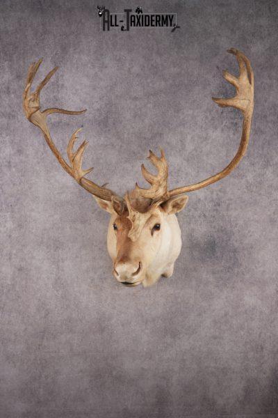 Central Barren Ground Caribou SKU 3025