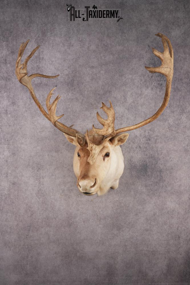 Central Barren Ground Caribou SKU 3025