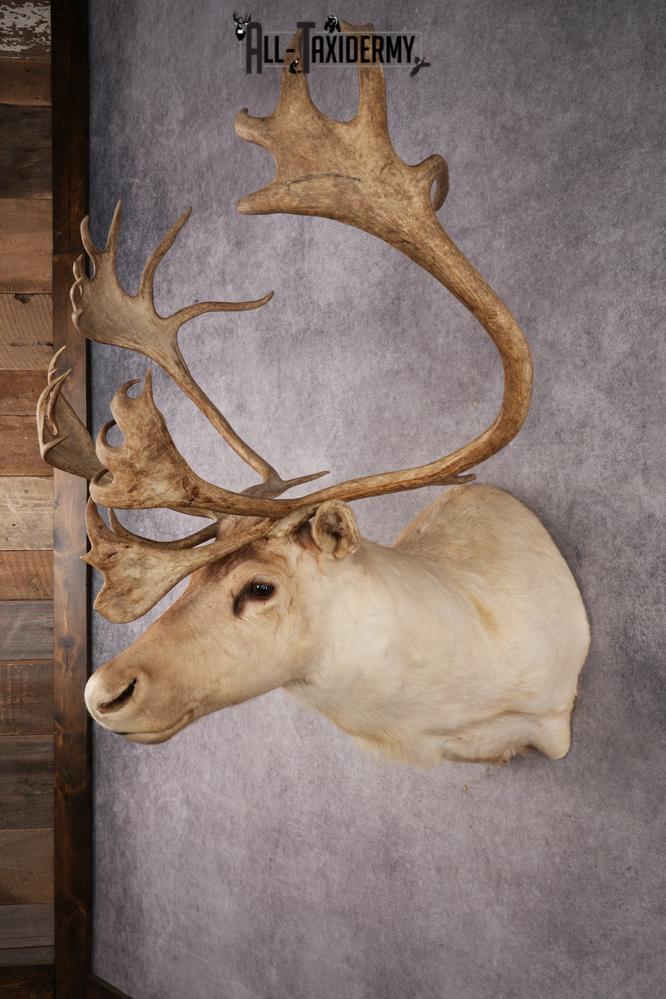 Central Barren Ground Caribou SKU 3025 - Image 8