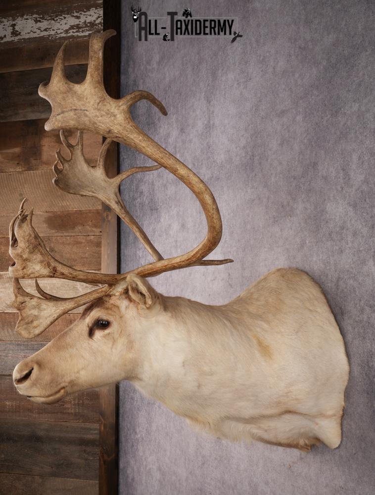 Central Barren Ground Caribou SKU 3025 - Image 7