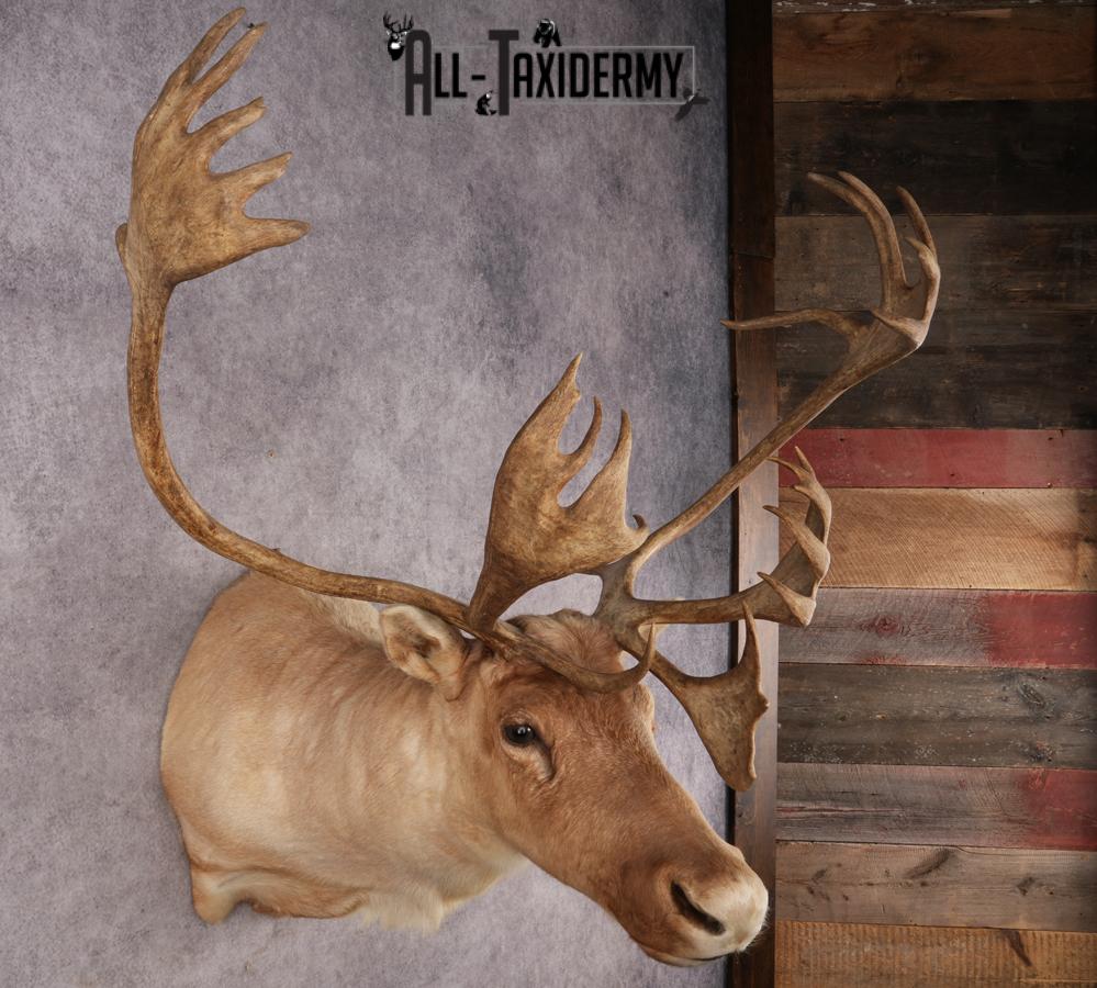 Central Barren Ground Caribou SKU 3025 - Image 6