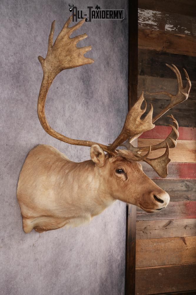 Central Barren Ground Caribou SKU 3025 - Image 5