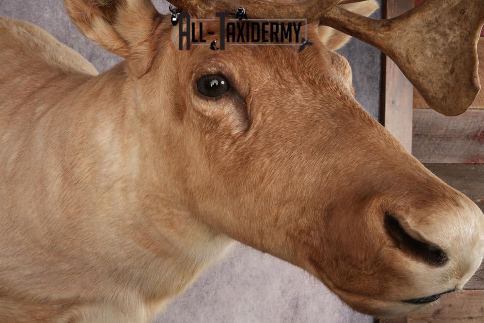 Central Barren Ground Caribou SKU 3025 - Image 4