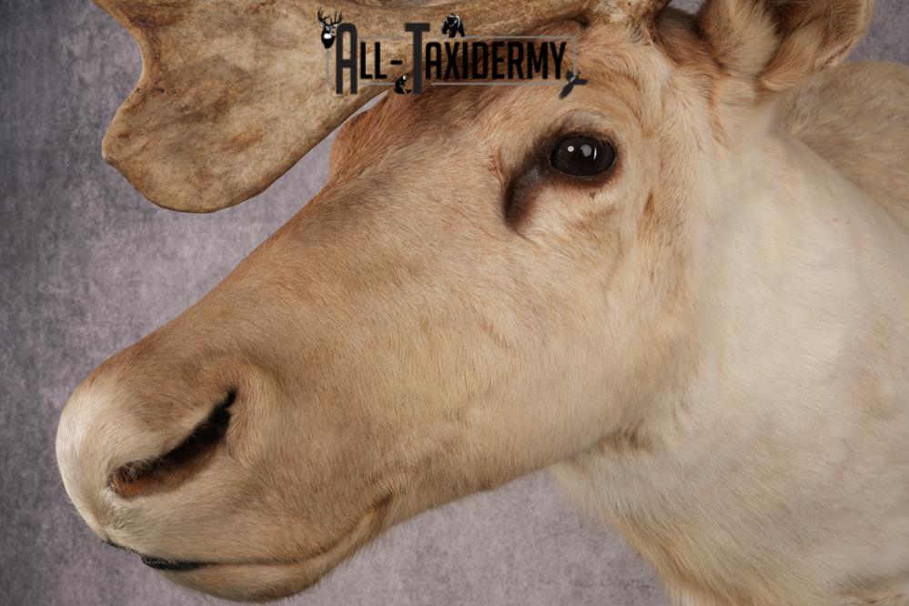 Central Barren Ground Caribou SKU 3025 - Image 3