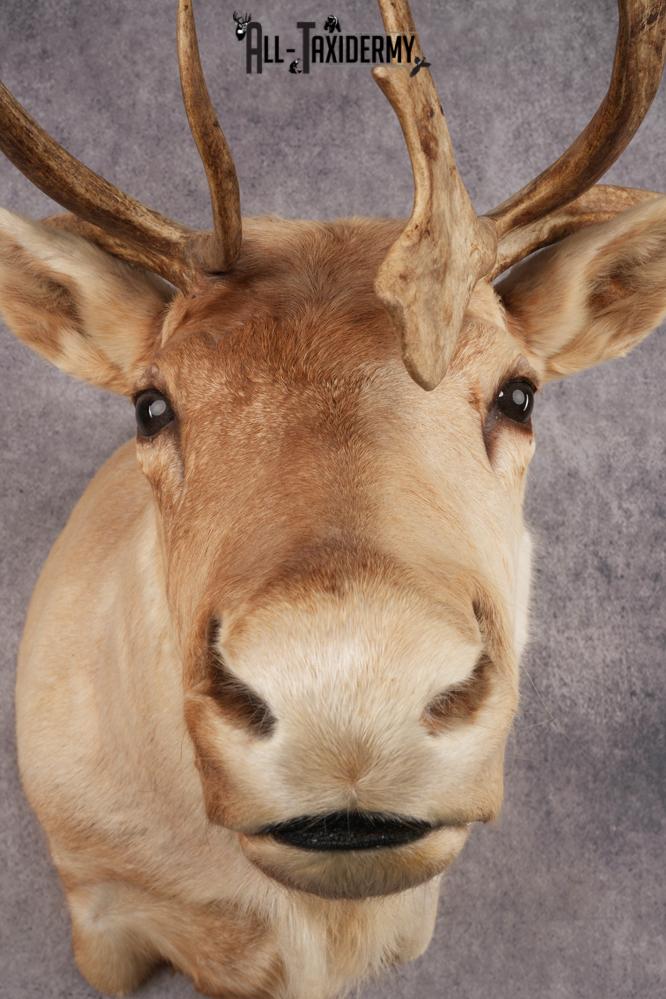 Central Barren Ground Caribou SKU 3025 - Image 2