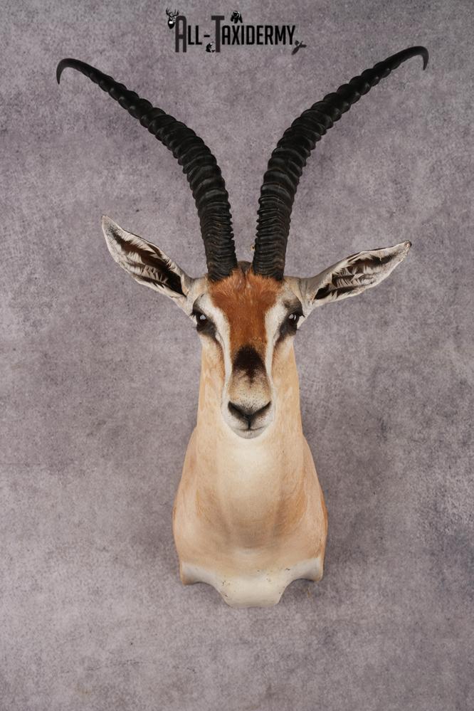 African Roberts Gazelle SKU 2999
