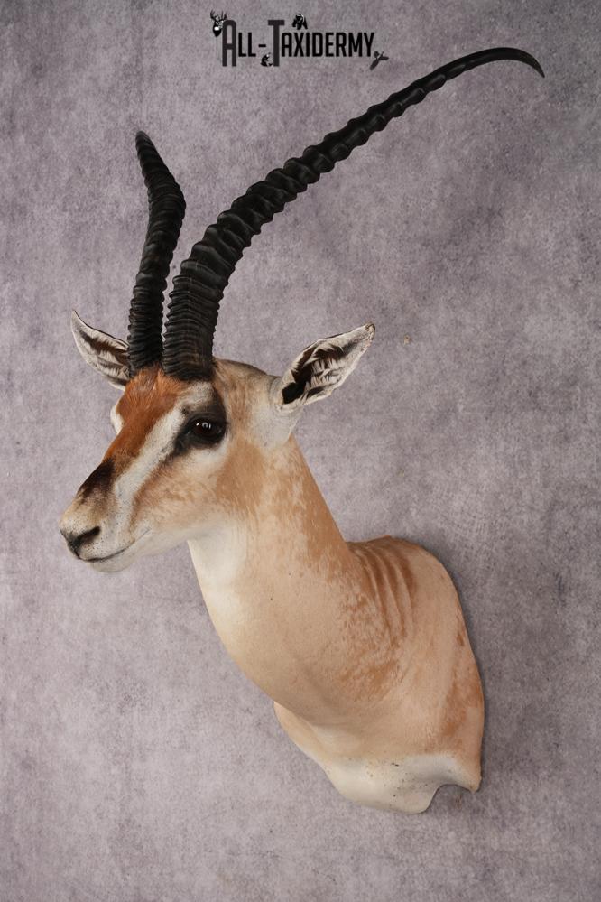 African Roberts Gazelle SKU 2999 - Image 8