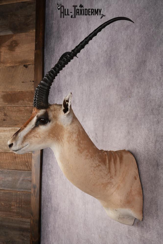 African Roberts Gazelle SKU 2999 - Image 7