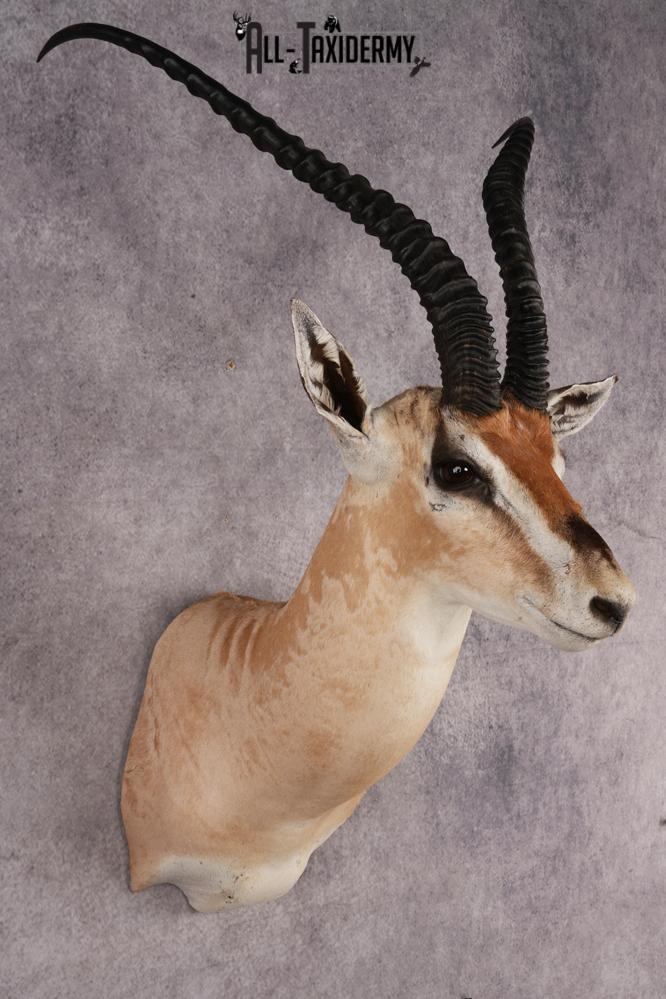 African Roberts Gazelle SKU 2999 - Image 6