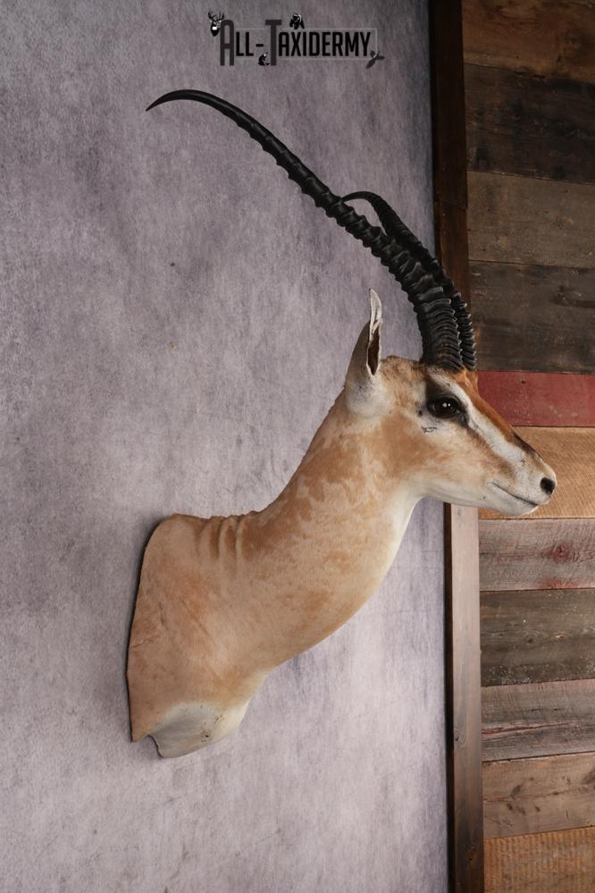 African Roberts Gazelle SKU 2999 - Image 5