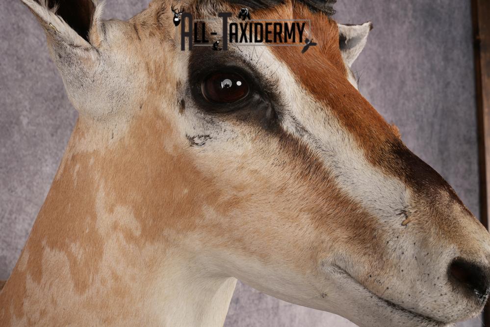 African Roberts Gazelle SKU 2999 - Image 4