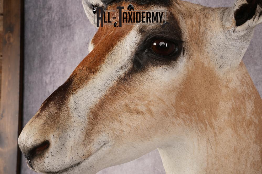 African Roberts Gazelle SKU 2999 - Image 3