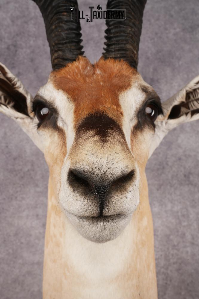 African Roberts Gazelle SKU 2999 - Image 2