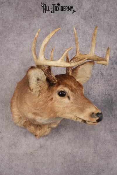 Whitetail Deer SKU 3034