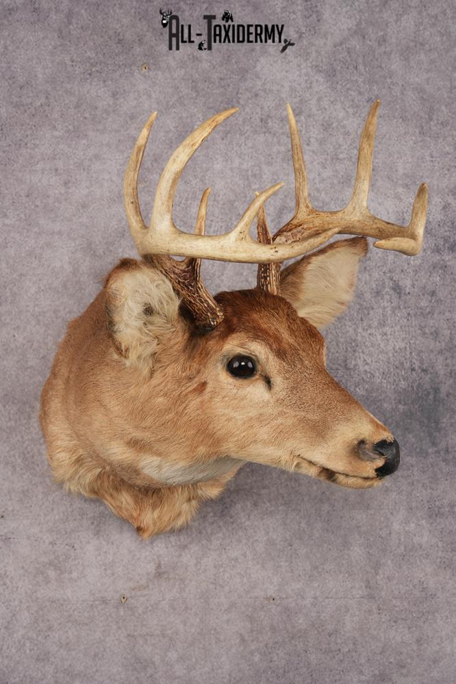 Whitetail Deer SKU 3034