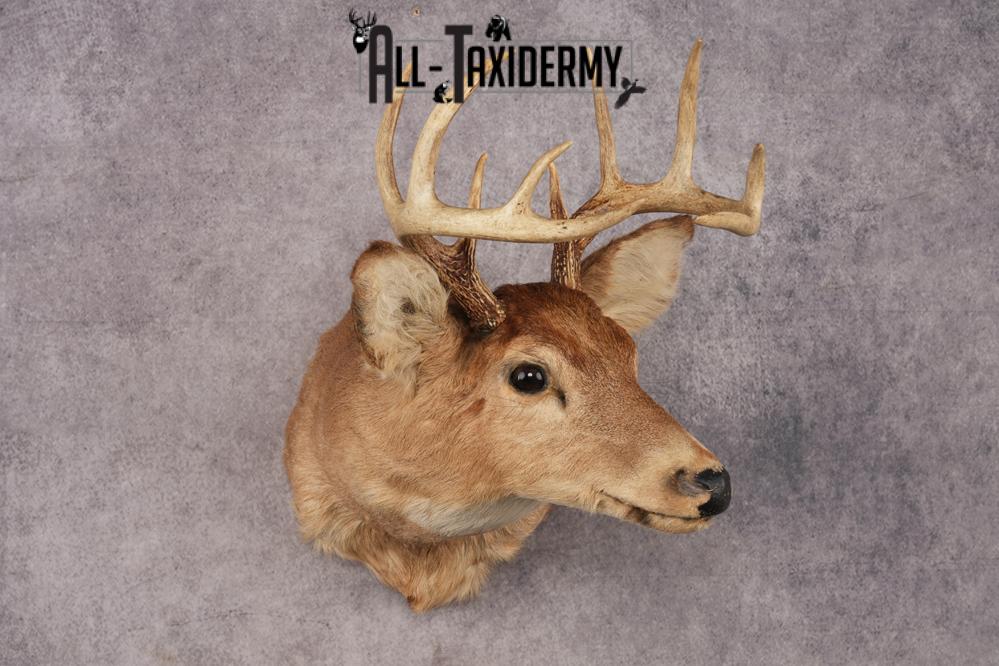 Whitetail Deer SKU 3034 - Image 6
