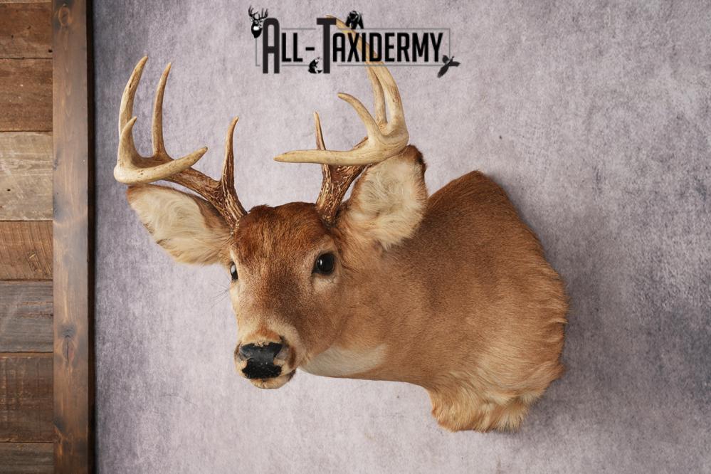 Whitetail Deer SKU 3034 - Image 5