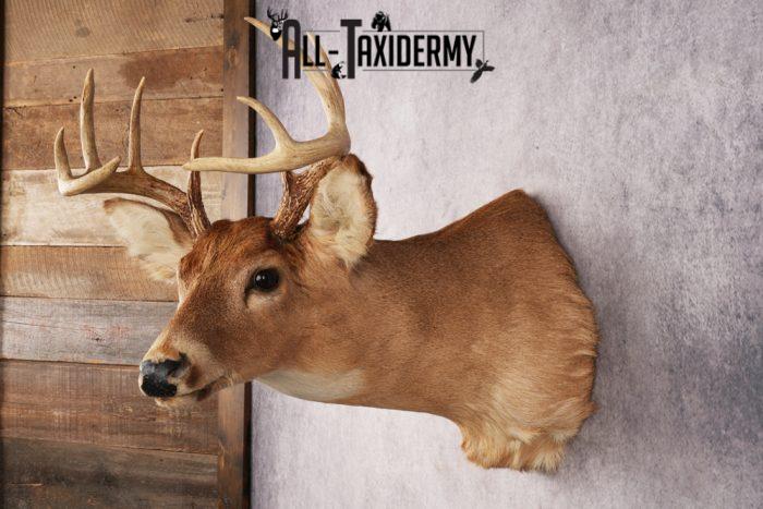 Deer Taxidermy Ideas