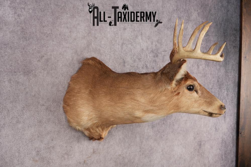 Whitetail Deer SKU 3034 - Image 3
