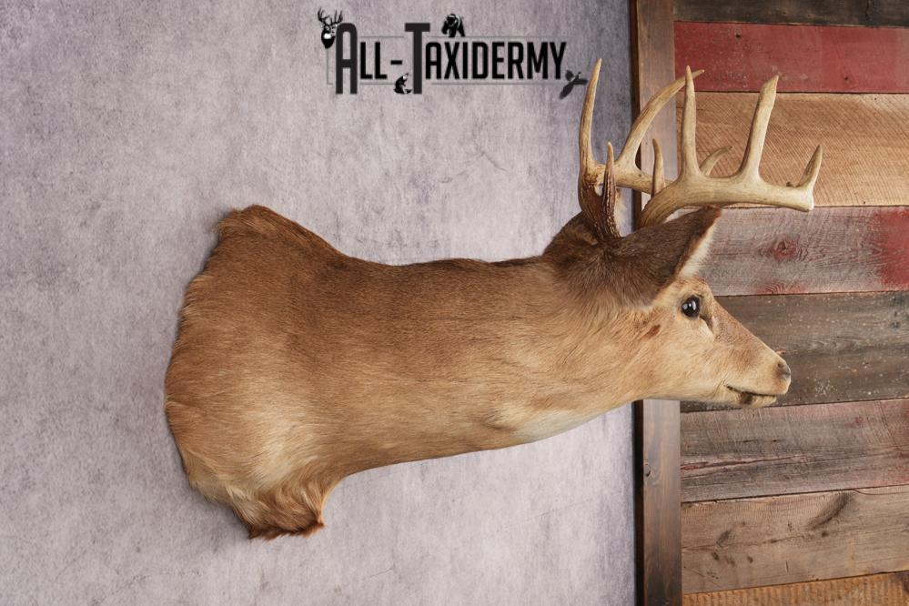 Whitetail Deer SKU 3034 - Image 2
