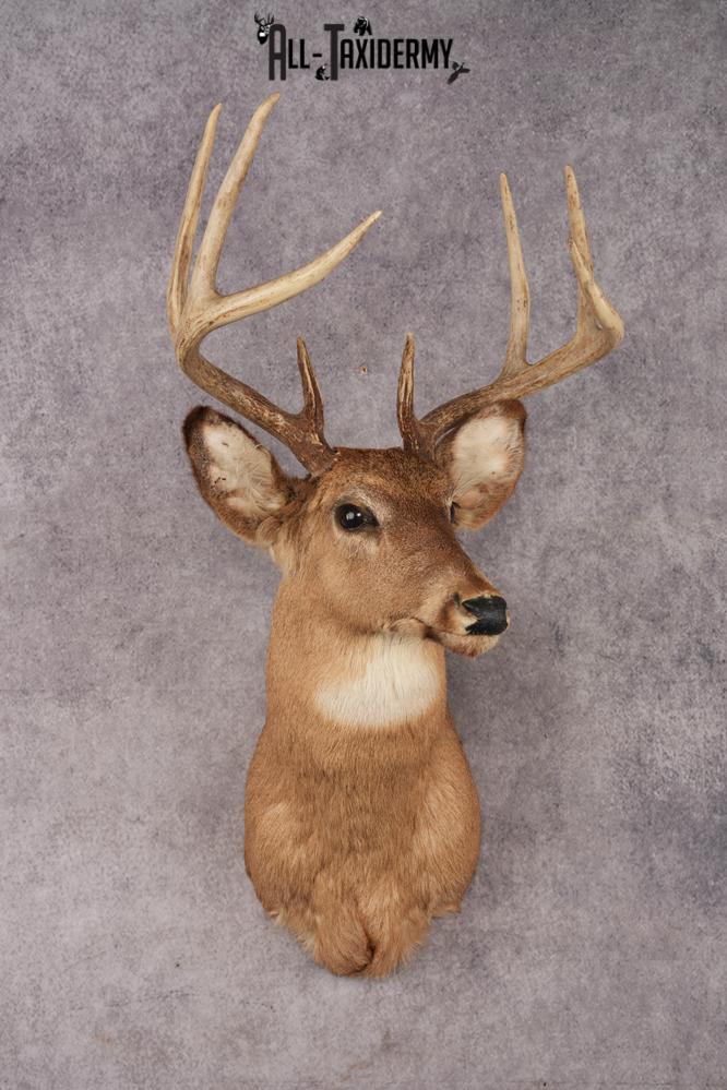 Whitetail Deer SKU 3033