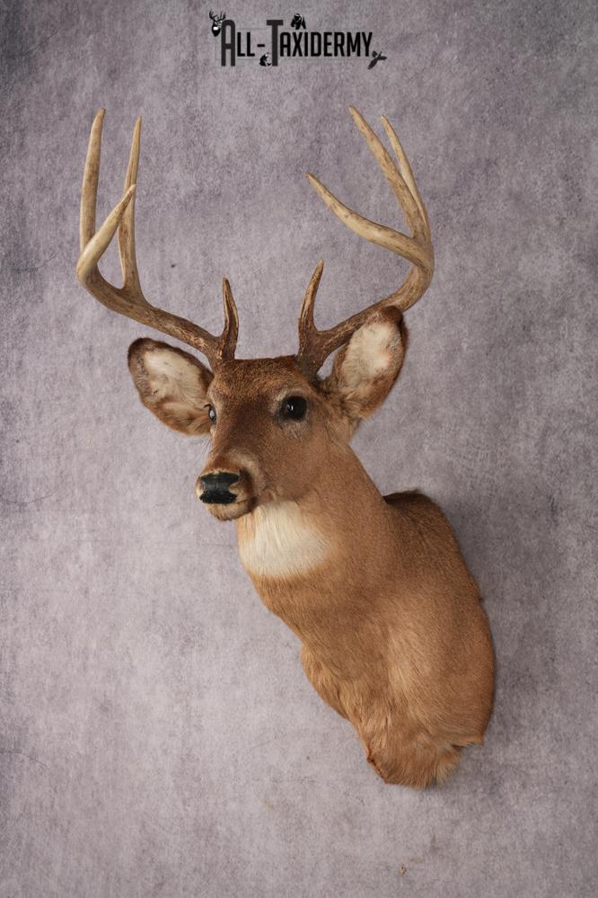 Whitetail Deer SKU 3033 - Image 5